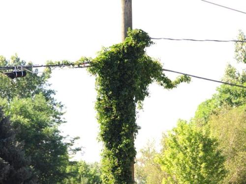 Vine, pole and wires that arguably resemble a crucifix.