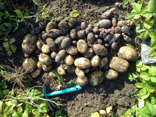 Freshly harvest potatoes in the earth