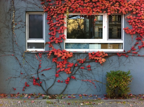 red ivy on blue wall