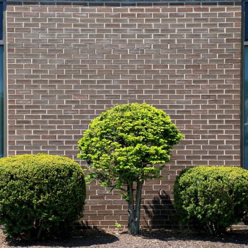 3 round shrubs in front of brick wall