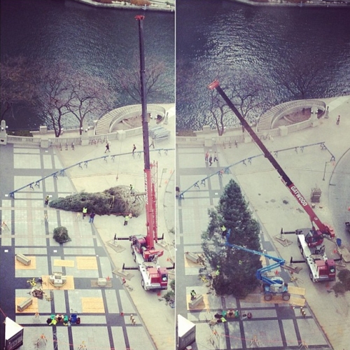Crane lifts up large Christmas tree in plaza