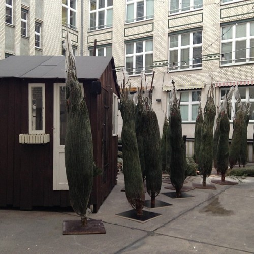 Many tied-up Christmas trees in a courtyard