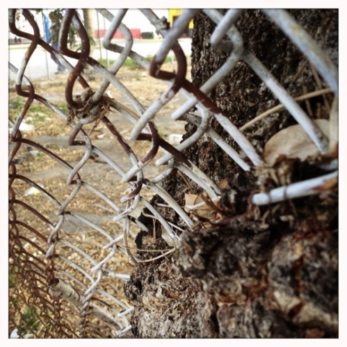 close up of tree growing through chain link fence