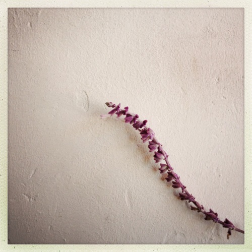 Flowering branch against white wall