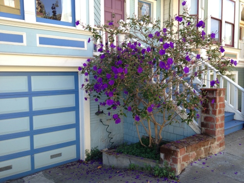 Bright purple flowers on a tree in front of a bright blue house