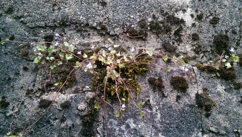 Ivy-leaved toadflax growing out of a crack in a stone wall