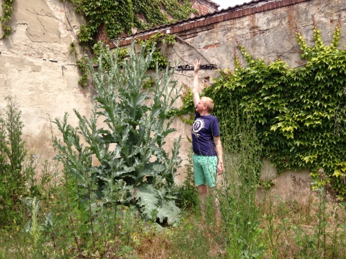Plant researcher Marko with the giant thistle