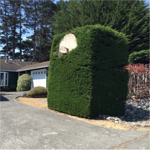 Huge rectangular shrub with basketball hoop embedded in it.